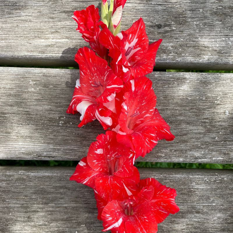 Glaïeul à Grandes Fleurs Koi Poursuit