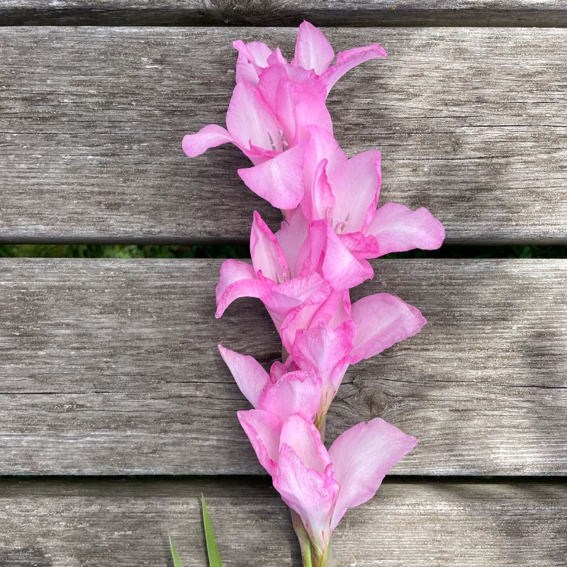 Glaïeul à Grandes Fleurs My Love