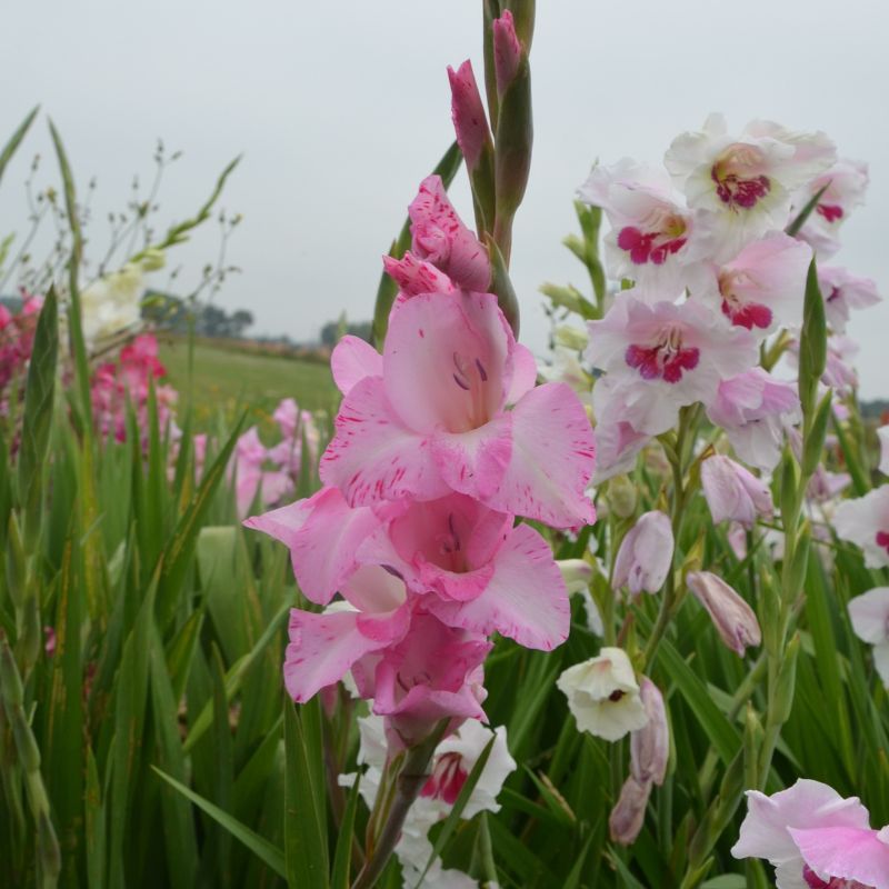 Glaïeul à Grandes Fleurs My Love