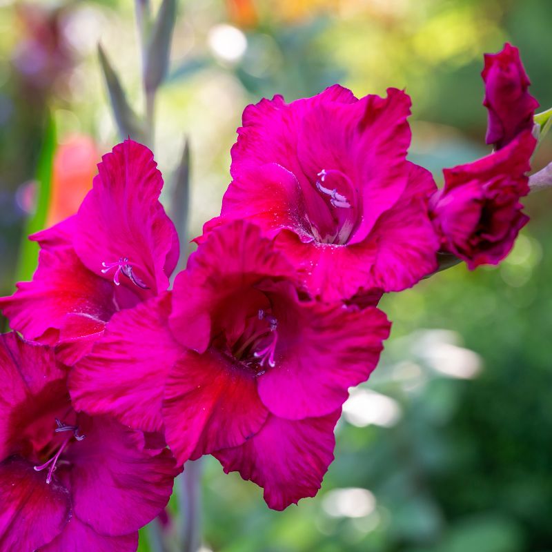 Glaïeul à Grandes Fleurs Mystic Magenta