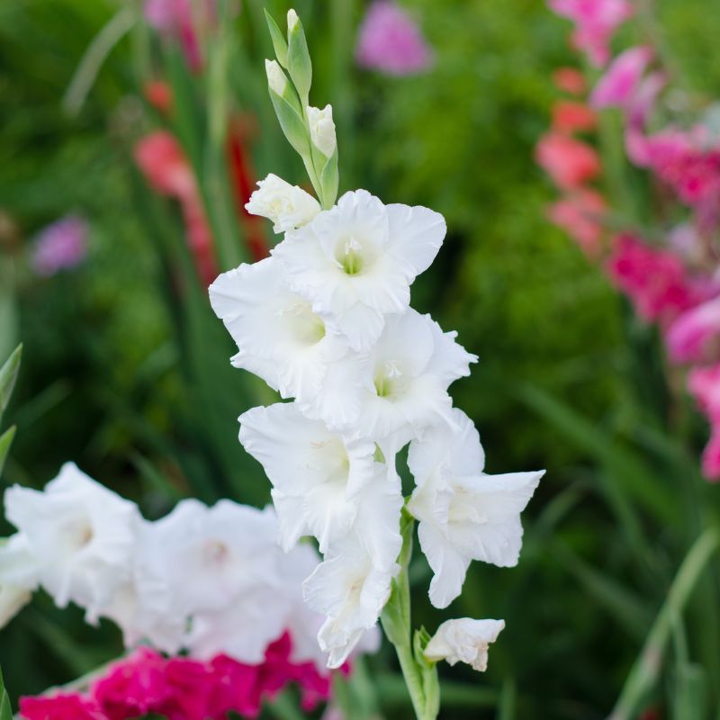 Glaïeul à Grandes Fleurs Nova Zembla
