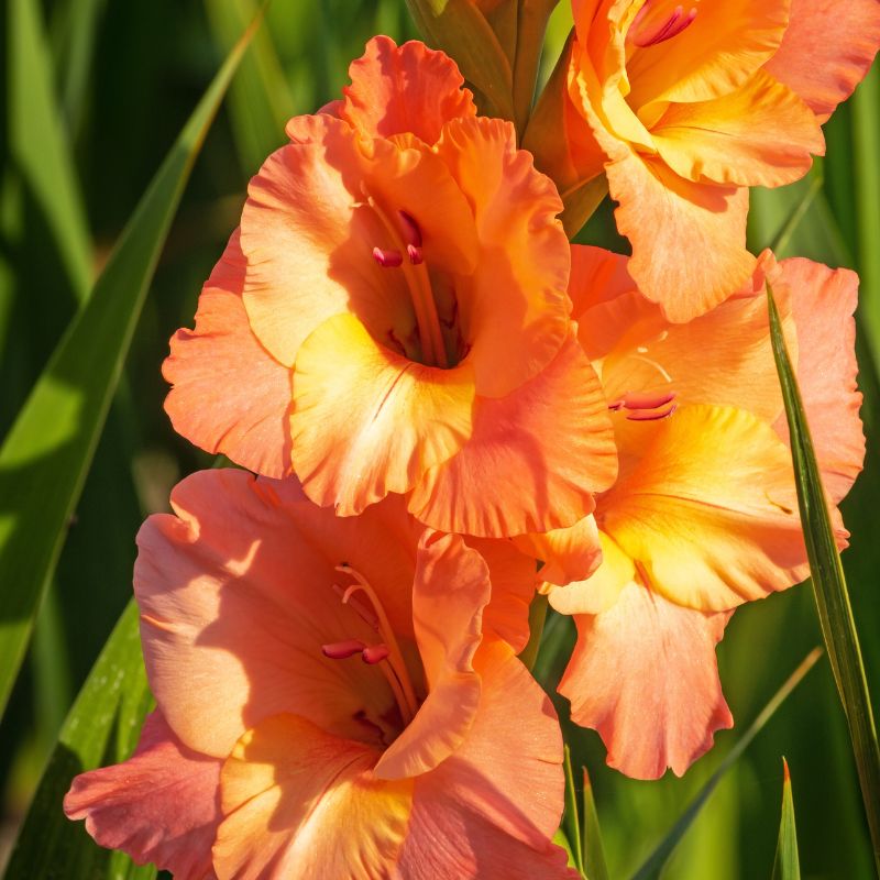 Glaïeul à Grandes Fleurs Olympic Flame