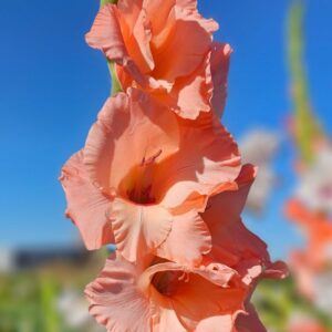 Glaïeul à Grandes Fleurs Sugar Babe