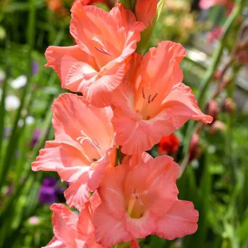 Glaïeul à Grandes Fleurs Sugar Babe