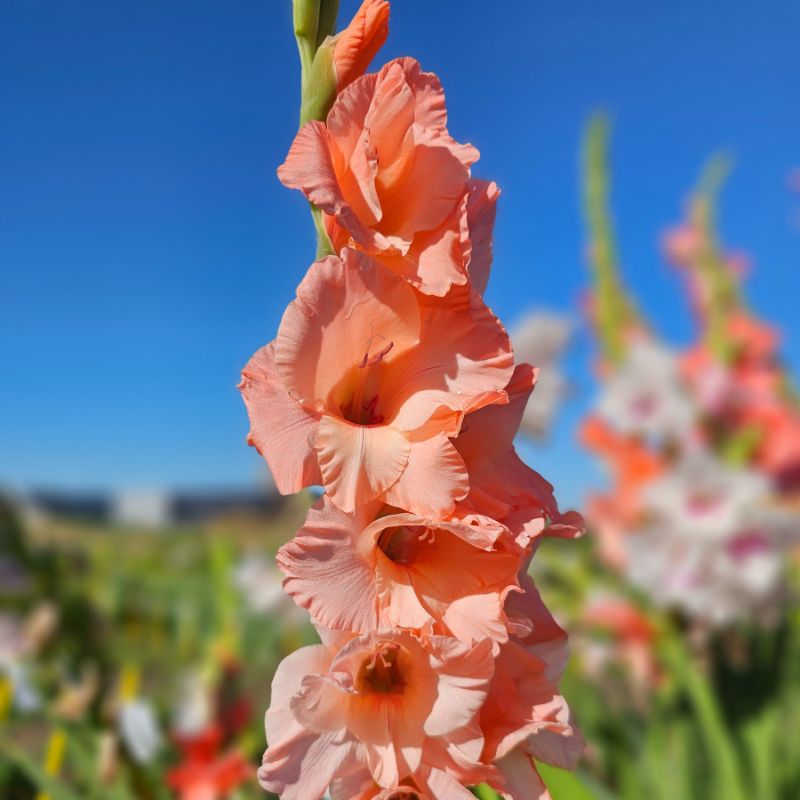 Glaïeul à Grandes Fleurs Sugar Babe