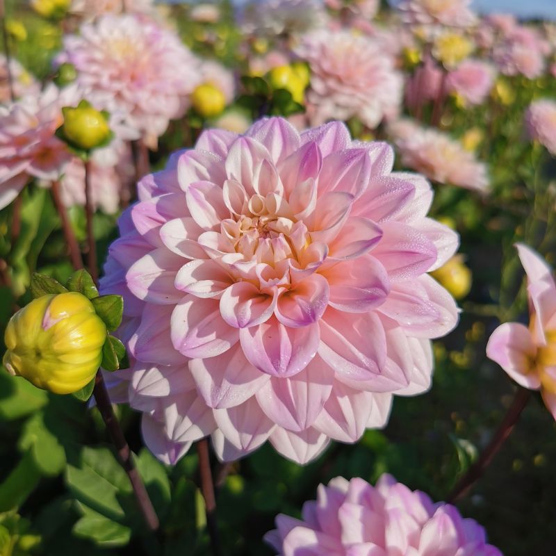 Dahlia nain double Chamalo