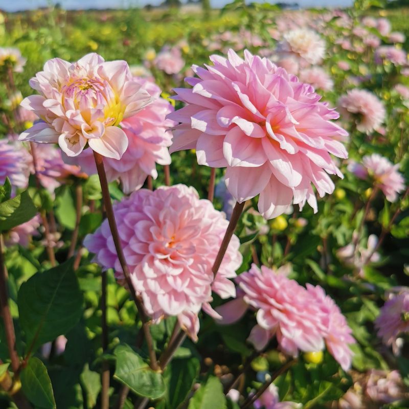 Dahlia nain double Chamalo