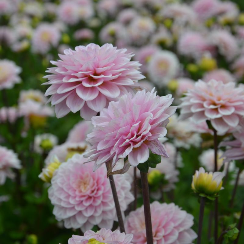 Dahlia nain double Chamalo