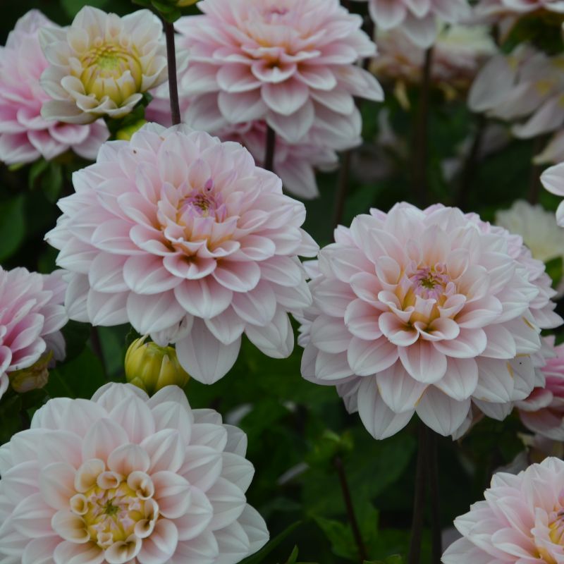 Dahlia nain double Chamalo