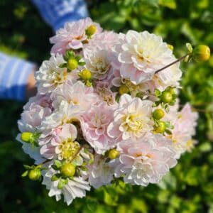 Dahlia buisson Jardin des Nymphes