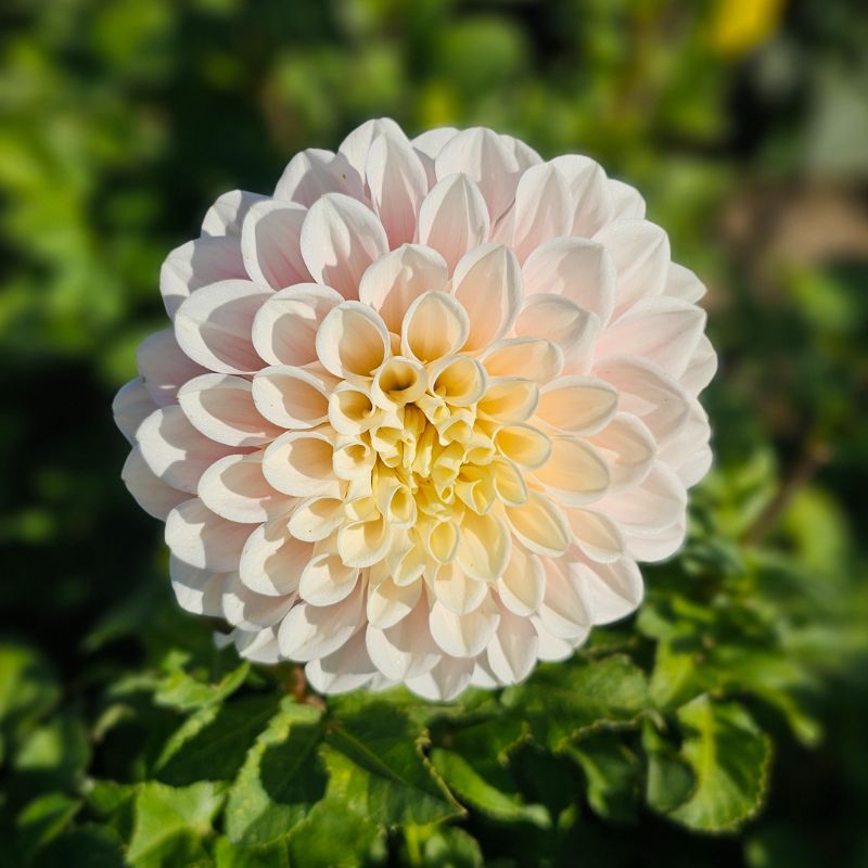 Dahlia décoratif Jeanne Barret