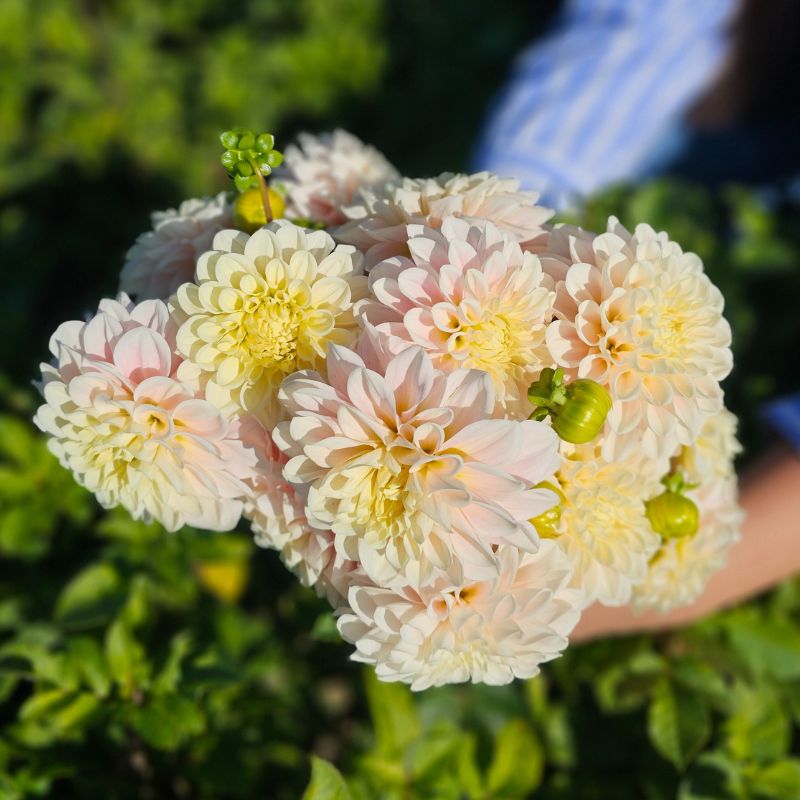 Dahlia décoratif Jeanne Barret