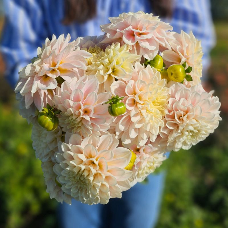 Dahlia décoratif Jeanne Barret