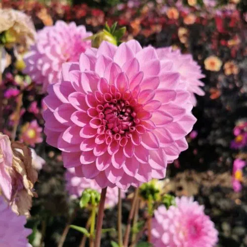Dahlia décoratif Lady Gaga