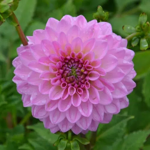 Dahlia décoratif Lady Gaga