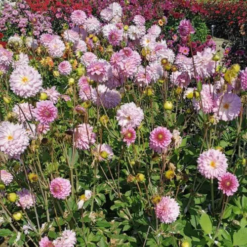 Dahlia décoratif Lady Gaga