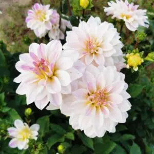Dahlia buisson Murmure