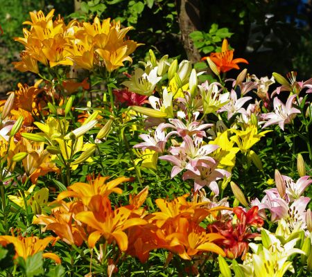 Massifs de lis : conseils