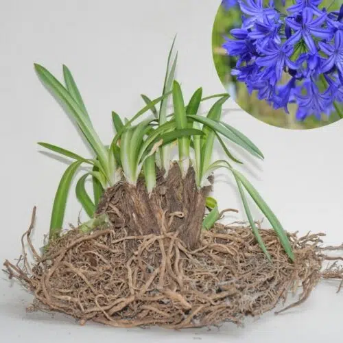Agapanthe bleue en souche XXL