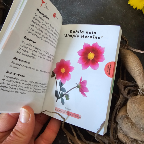 Le petit guide des bulbes