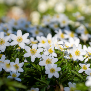 Anémone Sylvie - Anémone des Bois - Anémone nemorosa