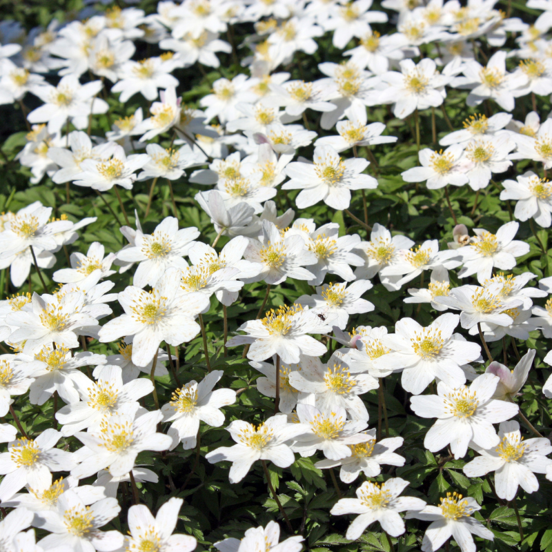 Anémone Sylvie - Anémone des Bois - Anémone nemorosa