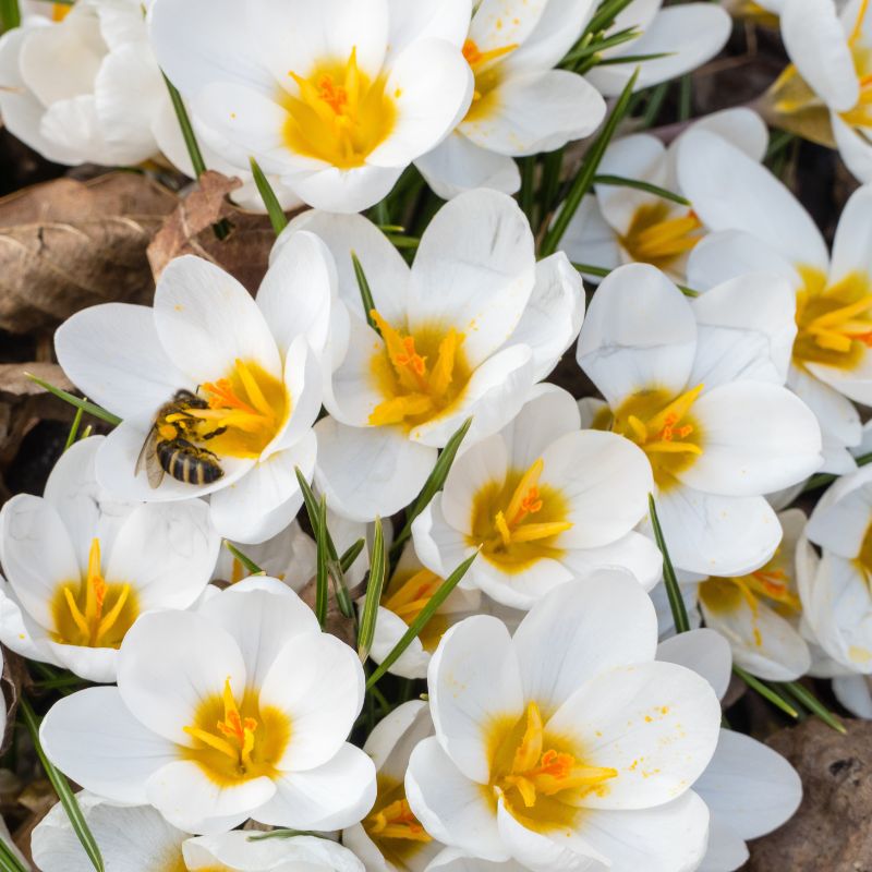Crocus Botanique Ard Schenk