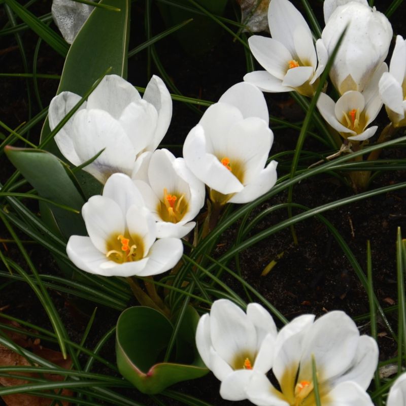 Crocus Botanique Ard Schenk