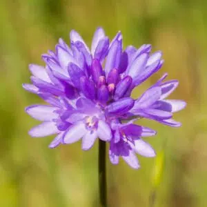 Dichelostemma congestum