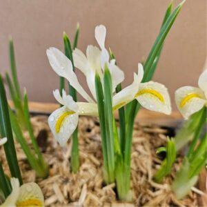 Iris reticulata Louise