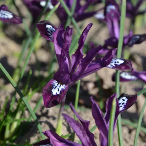 Iris reticulata Pauline