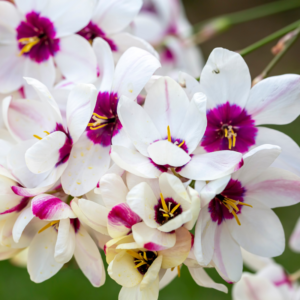 Ixia blanc