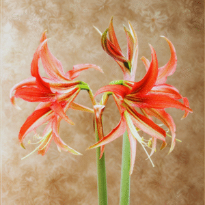 Amaryllis cybister Tango