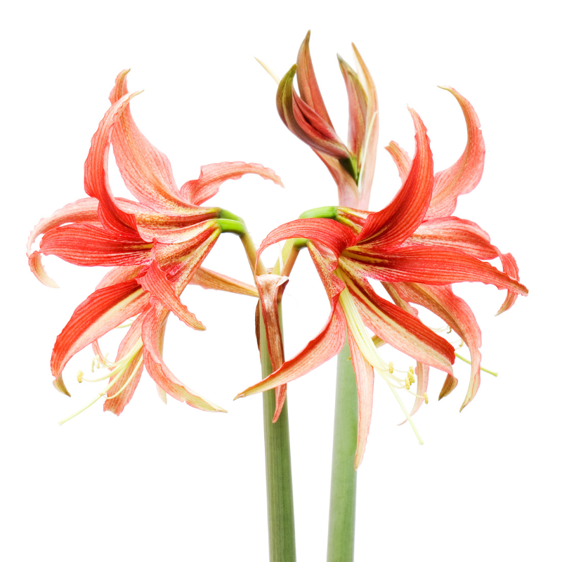 Amaryllis cybister Tango