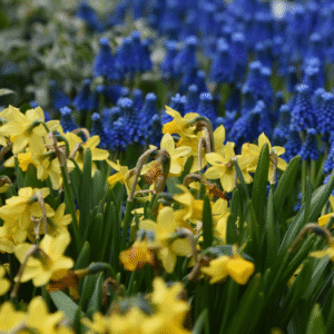 Assortiment Célestine