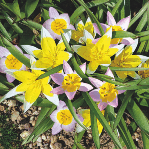 Assortiment Tulipes botaniques Douceur