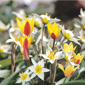 Assortiment tulipes botaniques Flamboyant