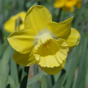 Narcisse Grande Coupe Cairngorm