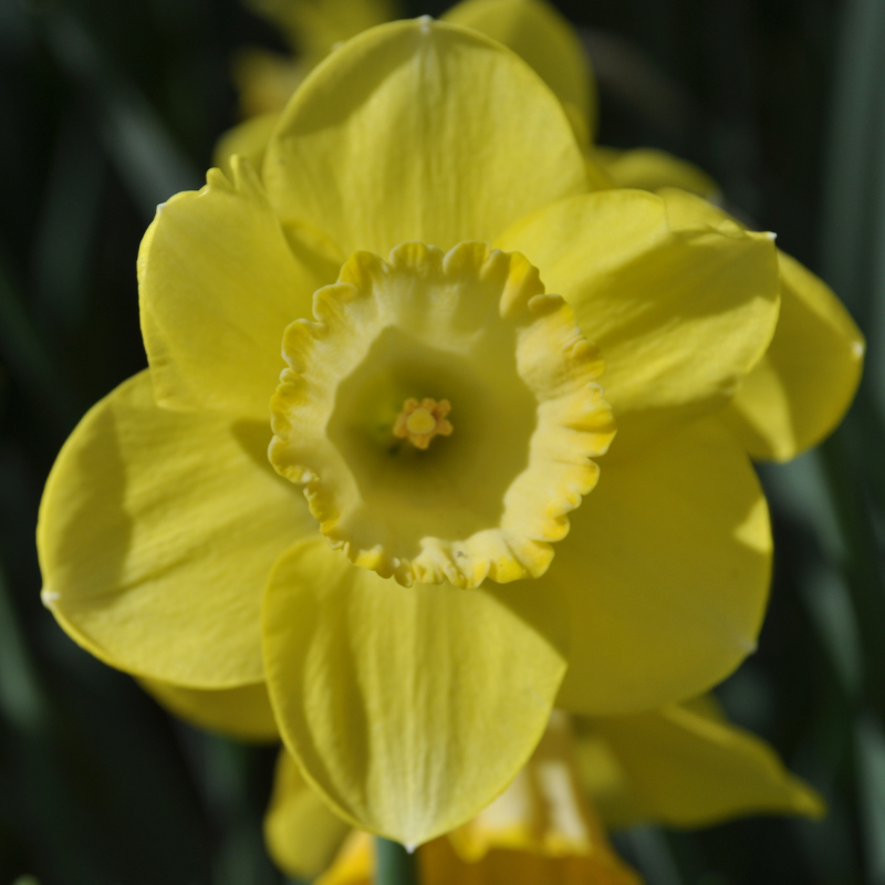 Narcisse Grande Coupe Cairngorm