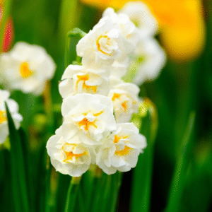 Narcisse Pluriflore The Bride