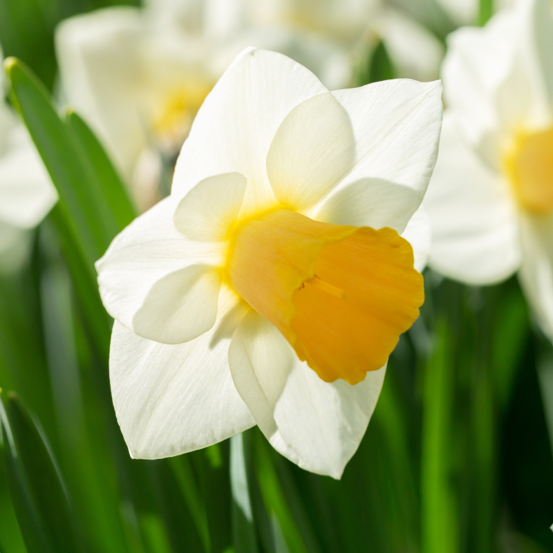 Narcisse Trompette Orange Sunset