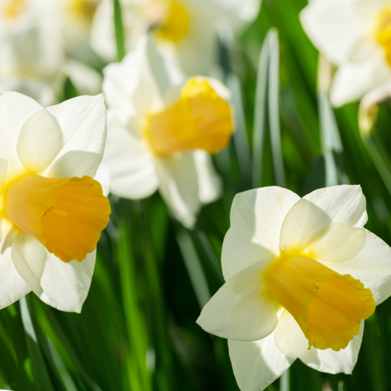 Narcisse Trompette Orange Sunset