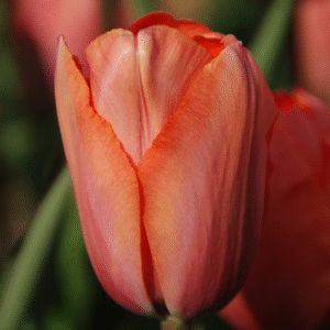 Tulipe Darwin Hybride Apricot Impression