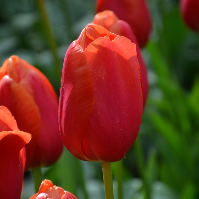 Tulipe Simple Tardive Avignon