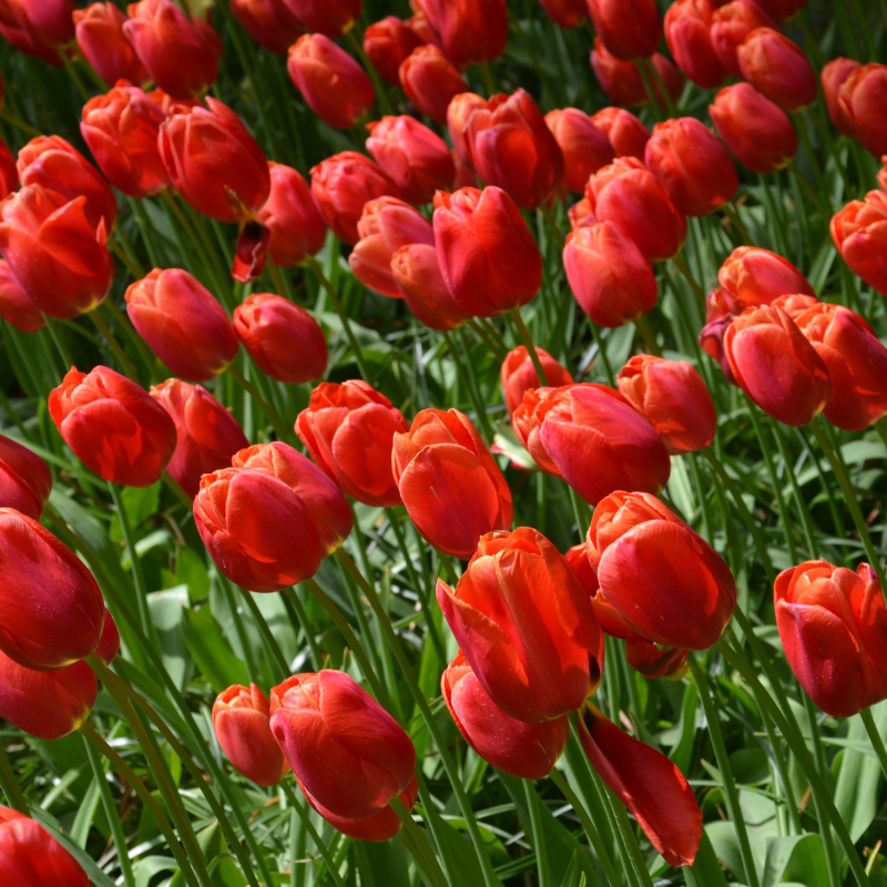 Tulipe Simple Tardive Avignon