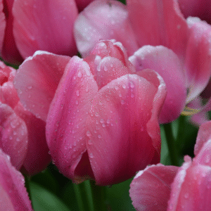 Tulipe Darwin Hybride Big Love