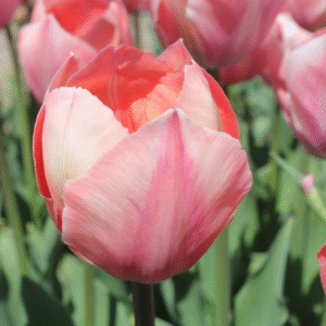 Tulipe Darwin Hybride Salmon Van Eijk