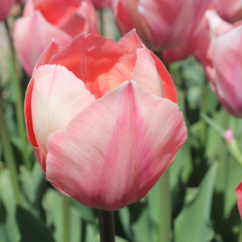 Tulipe Darwin Hybride Salmon Van Eijk