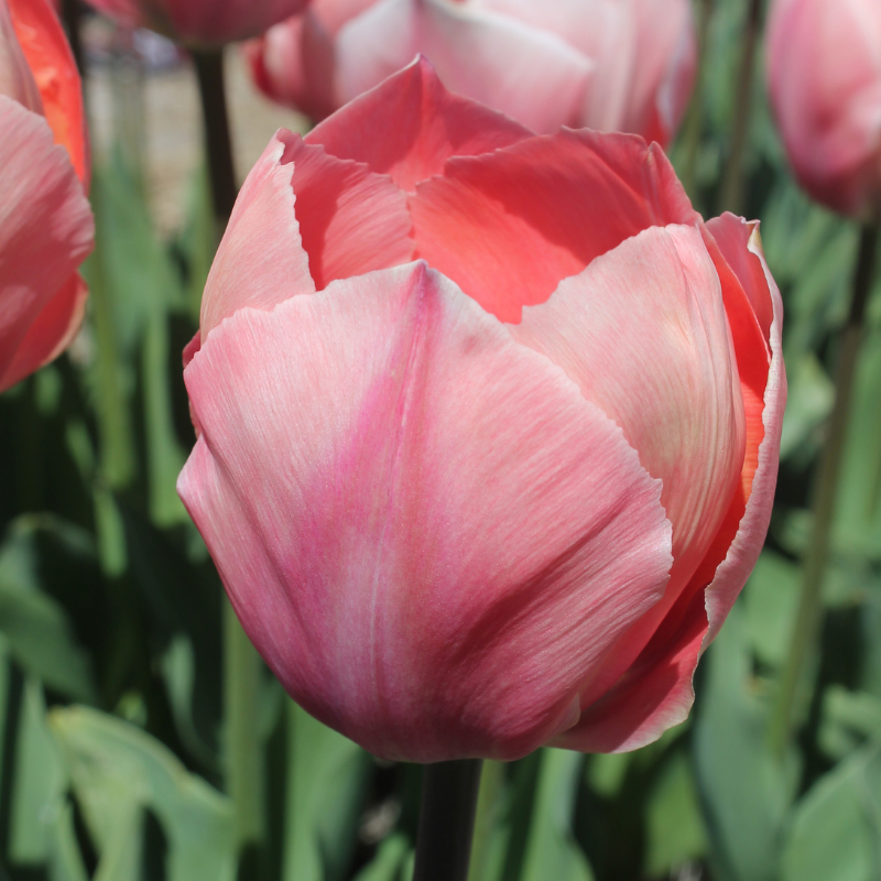 Tulipe Darwin Hybride Salmon Van Eijk