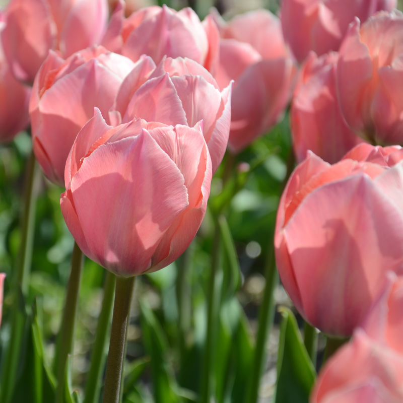 Tulipe Darwin Hybride Salmon Van Eijk